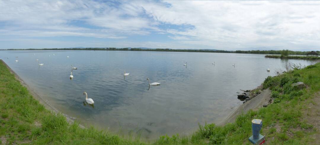 The Plobsheim lake: This 680-hectare lake, which regulates the level of the Rhine, dates from 1970 and is a refuge for birds. On average, 8000 ducks and other water birds (great cormorants, mute swans, great crested grebes, coots, etc.) spend part of the year here.