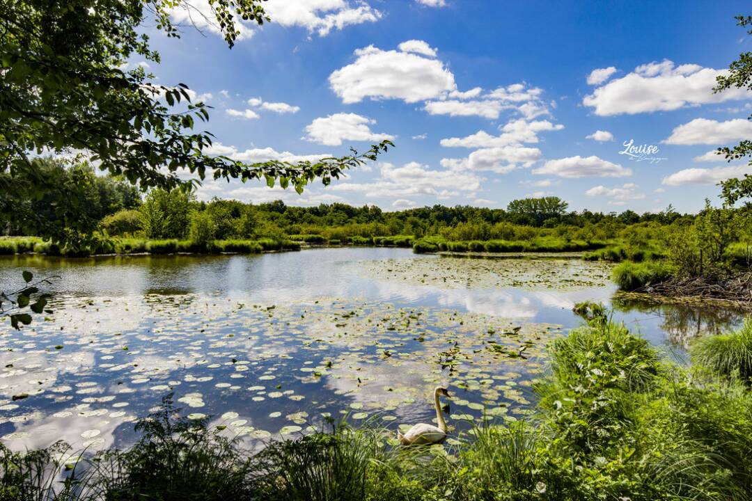 La Truch&egrave;re : The nature reserve, at the confluence of the Seille and Sa&ocirc;ne rivers, is the ideal place to observe the 153 species of birds, as well as the amazing sand dune, shaped 5,000 years ago by the winds. LouisedeBougogne