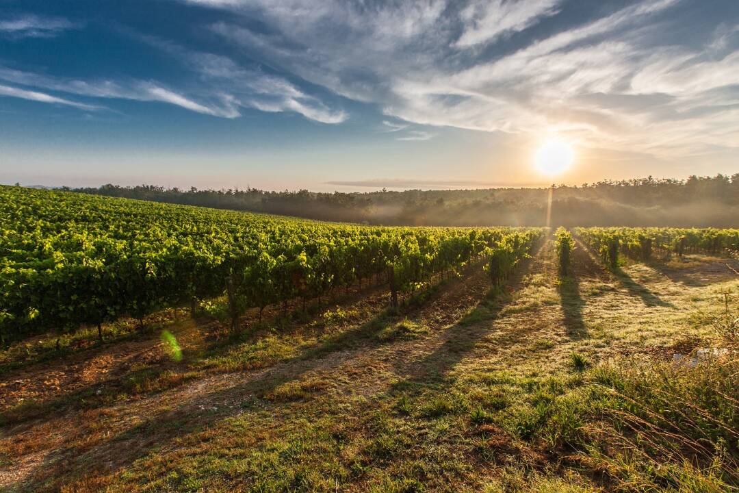 The vineyards of Agen: It is in the heart of this wine region that the Buzet wines are produced. The vineyard is planted on both sides of the Garonne river, so you can easily go and discover it.