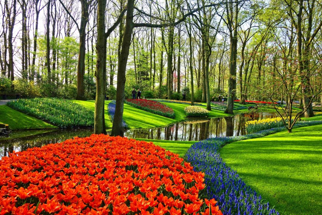 Keukenhof with its 800 varieties of tulips, one of the largest flower gardens in the world
