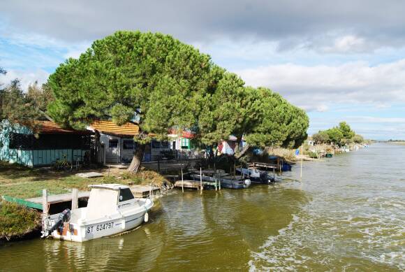 Camargue Image